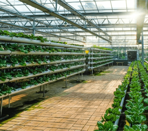 Agricultural Greenhouses Featured Image