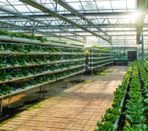 Agricultural Greenhouses Featured Image