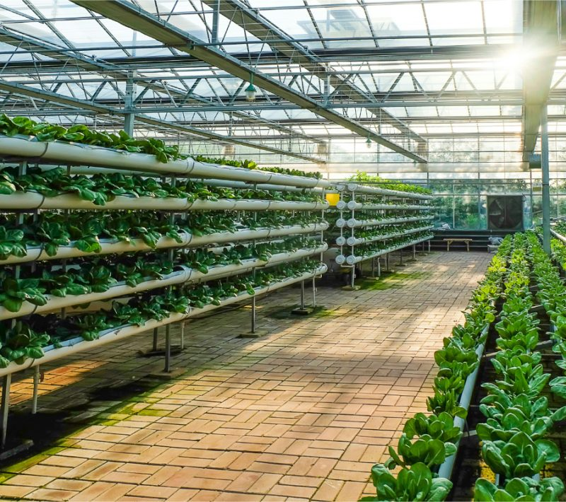 Agricultural Greenhouses Featured Image